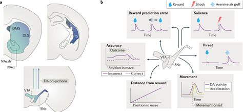 Striatal circuits for reward learning and decision.
